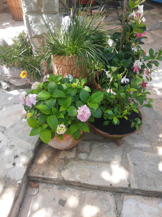 Sea-Side Old Stone Villa With A Private Garden Budva Kültér fotó